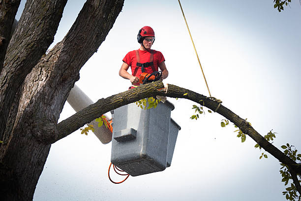 Large Tree Removal in Groveland, FL